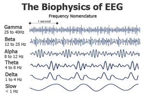 Biophysics of EEG.jpg