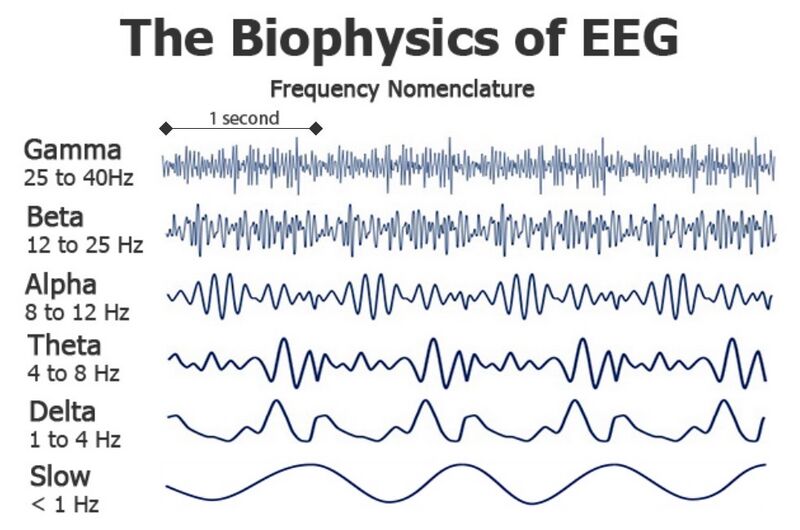 File:Biophysics of EEG.jpg