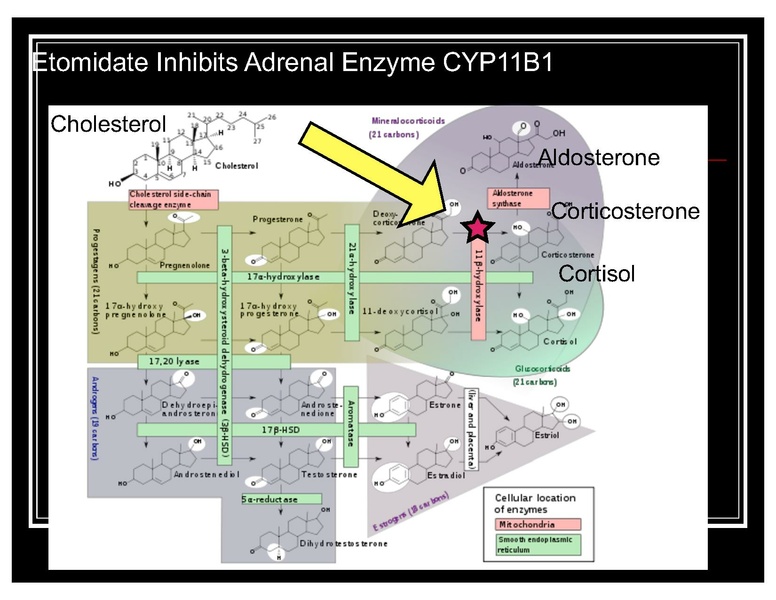 File:CA1 sedative hypnotic COTTEN.pdf