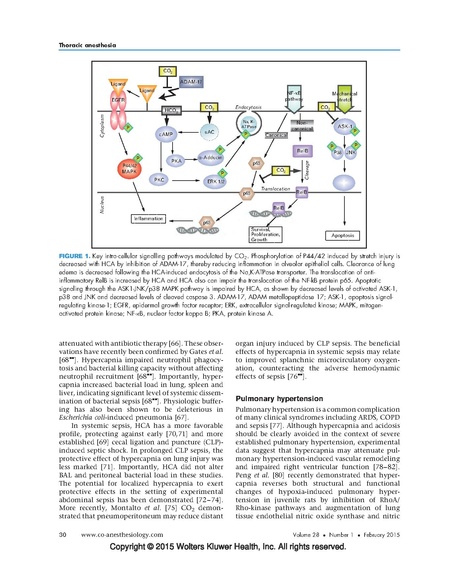 File:Contreras 2015 Curr Opin Anes - Permissive Hypercapnea.pdf