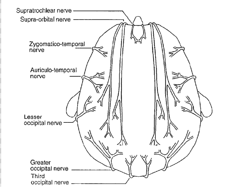 File:Coronal scalp.png