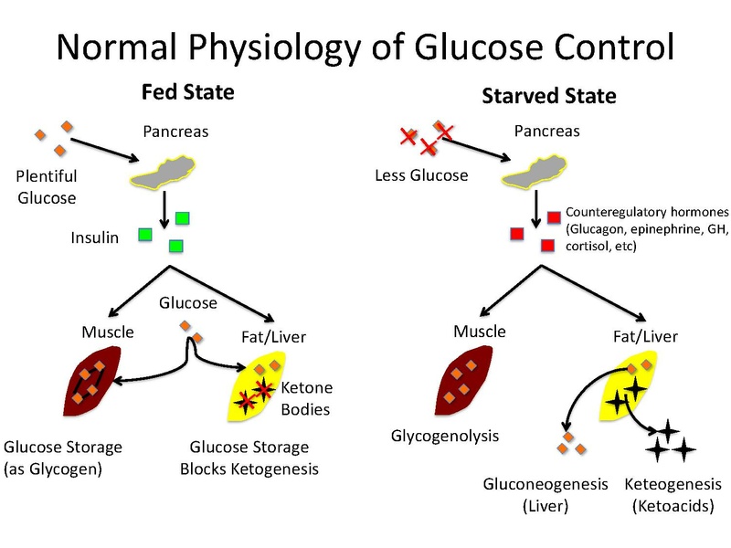 File:Diabetes Board Review Talk Pre-reading.pdf