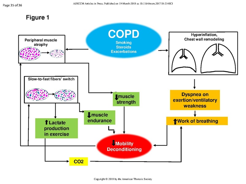 File:Jaitovich ATS 2018 - Muscle Dysfunction in COPD.pdf