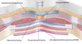 Thumbnail for version as of 15:12, 25 September 2026