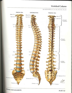 Netter Vertebral Anatomy.pdf