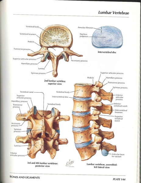 File:Netter Vertebral Anatomy.pdf