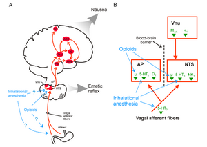 Neural pathways in PONV.png