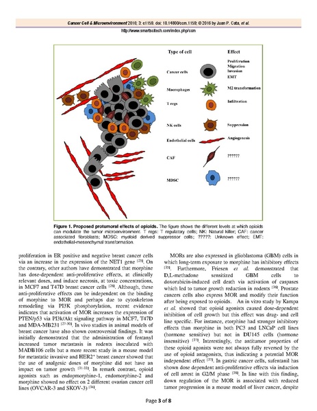 File:Opioids and Cancer Recurrence Review (Cata 2016).pdf