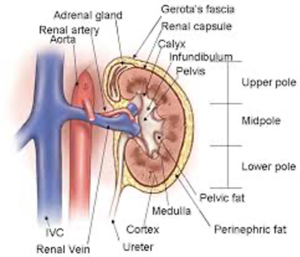Renal Pic.png