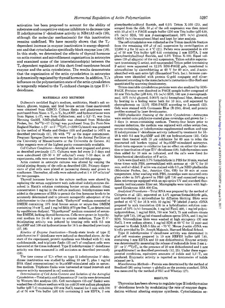 File:Siegrist-Kaiser J Biological Chemistry 1990 - Thyroxine-dependent Modulation.pdf