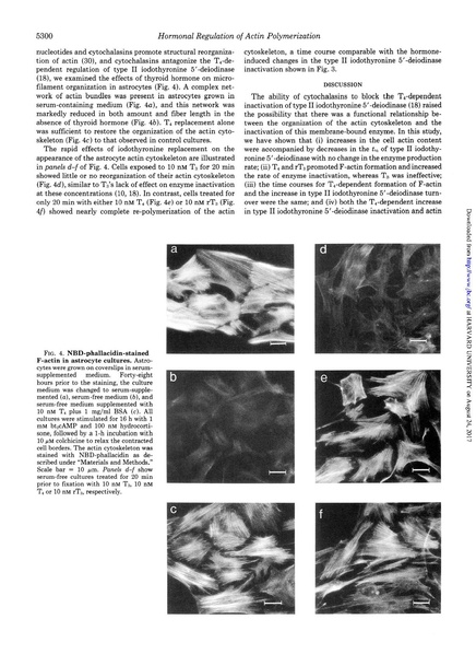 File:Siegrist-Kaiser J Biological Chemistry 1990 - Thyroxine-dependent Modulation.pdf