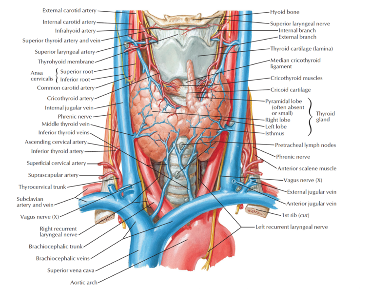 File:Thyroidectomy.png